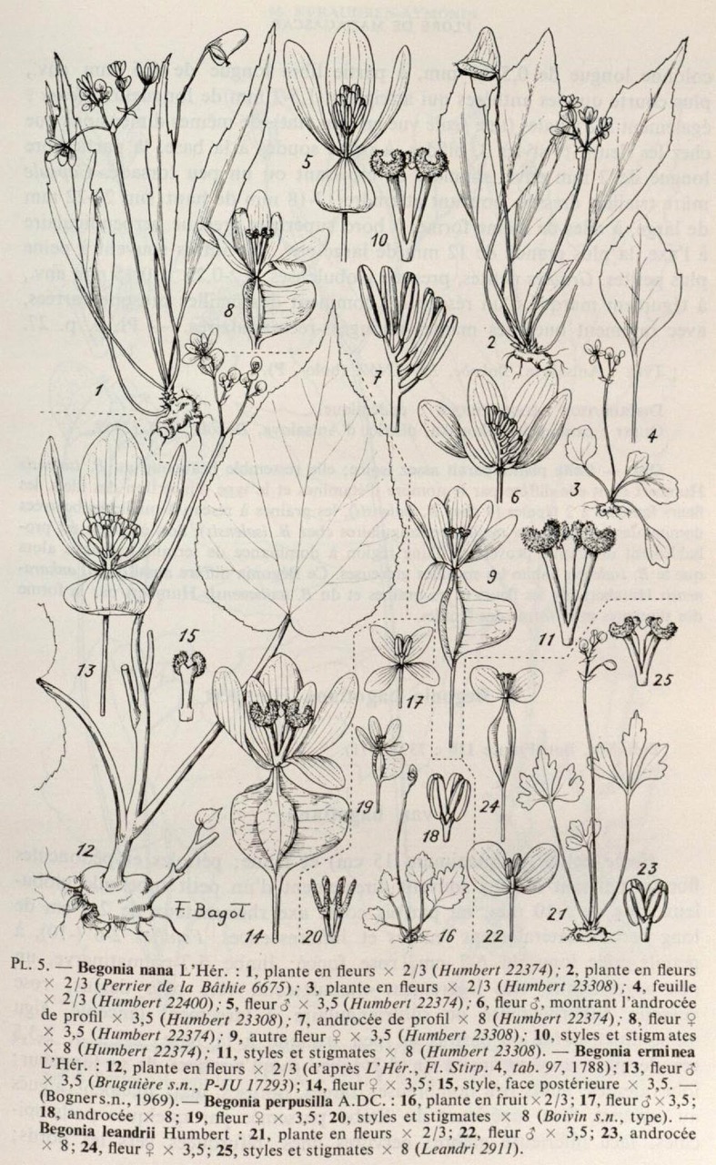 B. leandrii